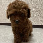 トイプードル