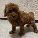 トイプードル