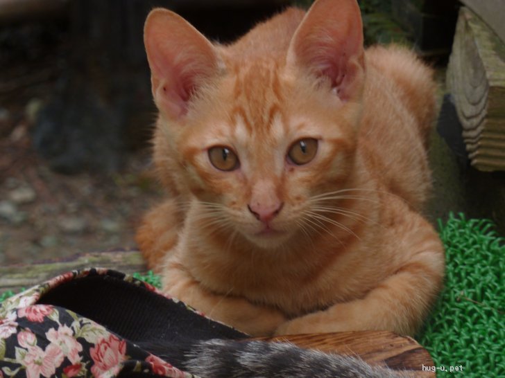 猫の里親募集】福岡県・雑種・大人しい子です。|ハグーu2010みんなの