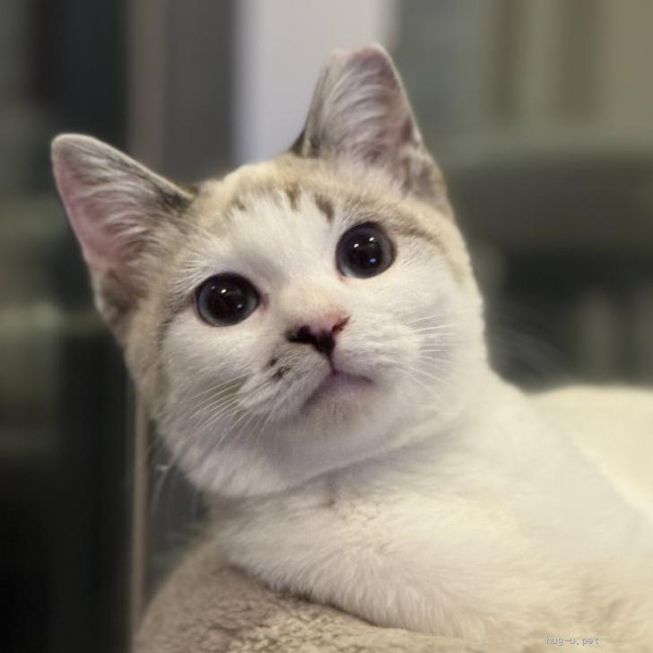 猫の里親募集】東京都・雑種・青い目が美しくキュートなラグちゃん（ID