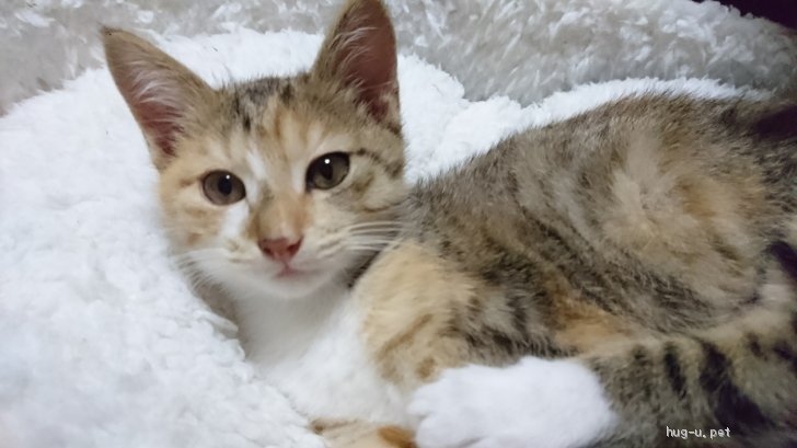猫の里親募集】茨城県・雑種・幸せを運ぶ座敷猫（自称）｜ハグー 