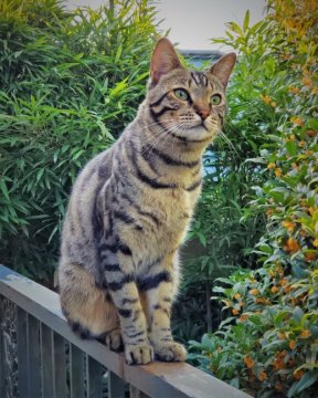 猫 ベンガルの里親募集一覧 ハグー みんなのペット里親情報