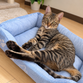 雑種