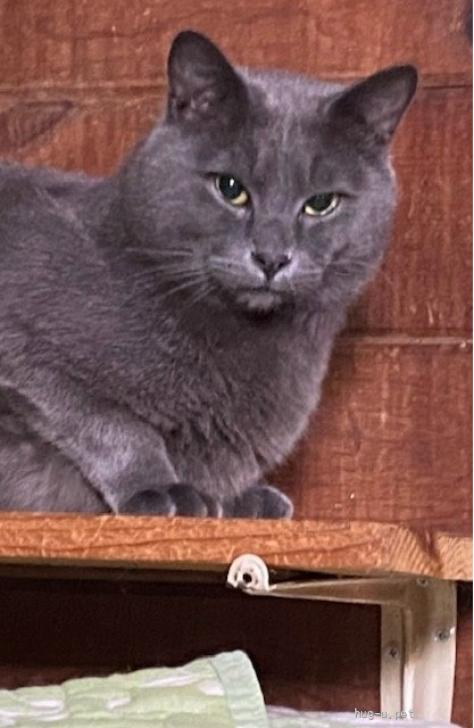 猫の里親募集】千葉県・ロシアンブルーミックス・イケメンロシアンMIX 猫の里親募集】千葉県・ロシアンブルーミックス・イケメンロシアンMIX