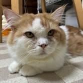 マンチカン