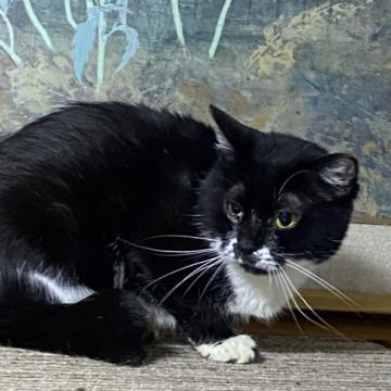 猫の里親募集】大阪府・雑種・美猫ハチワレ甘えんぼちゃん！【吹田市