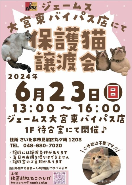 譲渡会 秘密結社ねこのひげ♡保護猫譲渡会(埼玉県)|ハグー -みんなの 譲渡会 秘密結社ねこのひげ♡保護猫譲渡会(埼玉県)|ハグー -みんなの