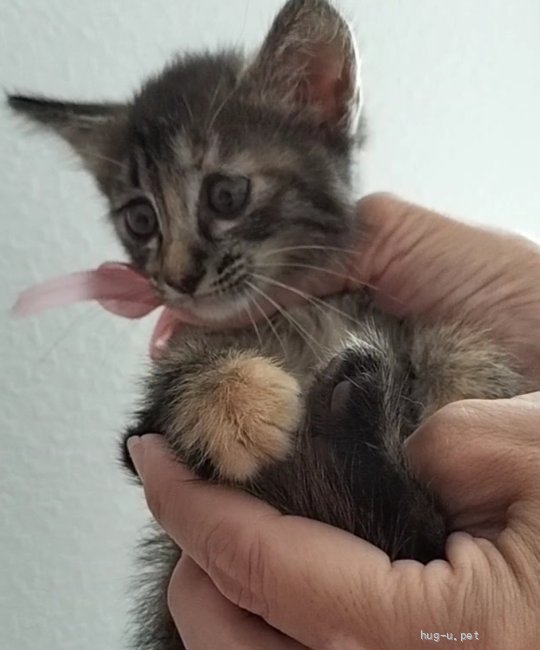 猫の里親募集】大阪府・雑種・手のひらサイズの赤ちゃん♡お顔はキジ柄体はサビ柄（ID:2408-00228）｜ハグー -みんなのペット里親情報