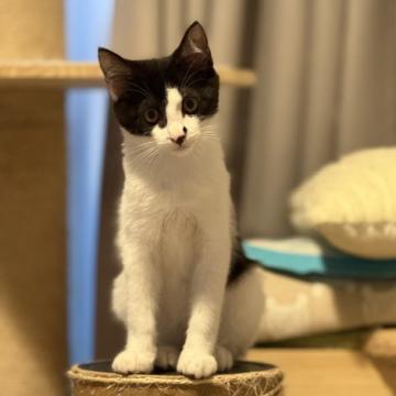 保護活動者：CAT&DOG HOUSE(東京都新宿区)｜ペット一覧 全39件中&nbsp