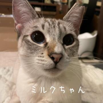 保護活動者：CAT&DOG HOUSE(東京都新宿区)｜ペット一覧 全39件中&nbsp