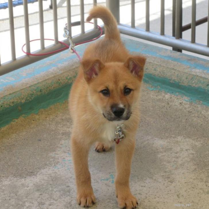 犬の里親募集】岡山県・雑種・人が大好きなサツマくん(2026-DS013)（ID