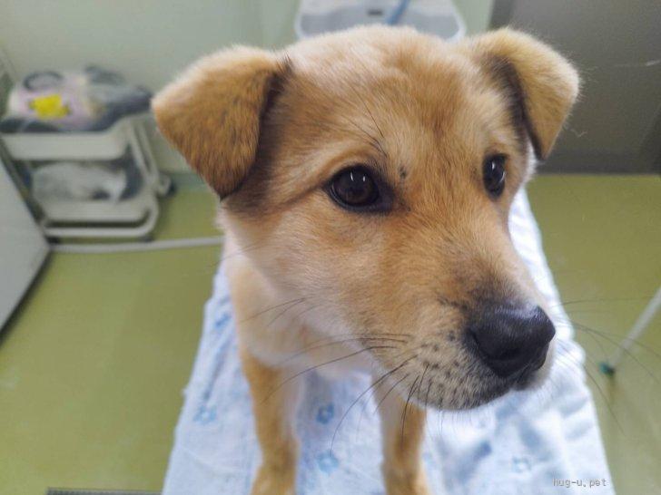 犬の里親募集】岡山県・雑種・元気いっぱいなゆずくん(2025-DS067)（ID