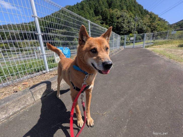犬の里親募集】岡山県・雑種・元気いっぱいの茶太くん(2024-DS176)（ID