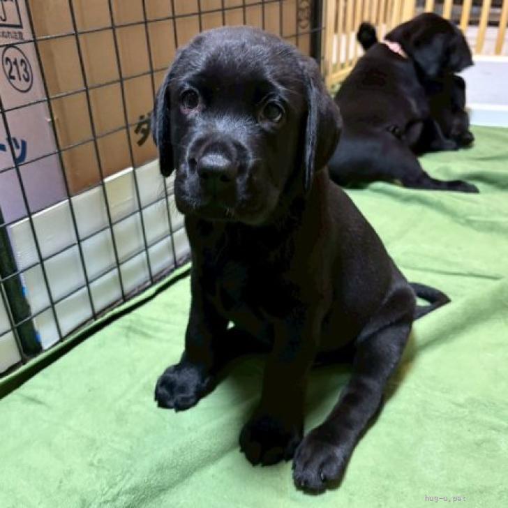 犬の里親募集】神奈川県・ラブラドールレトリバー・生後2ヶ月弱の