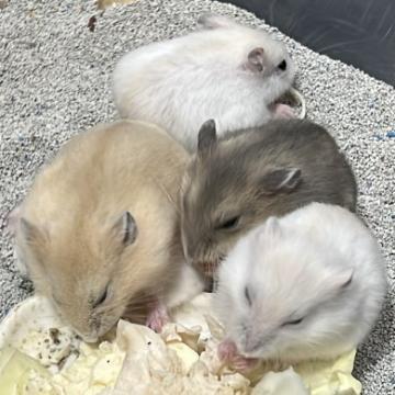 小動物 × ハムスターの里親募集一覧｜ハグー -みんなのペット里親情報