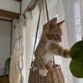雑種