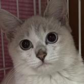 雑種