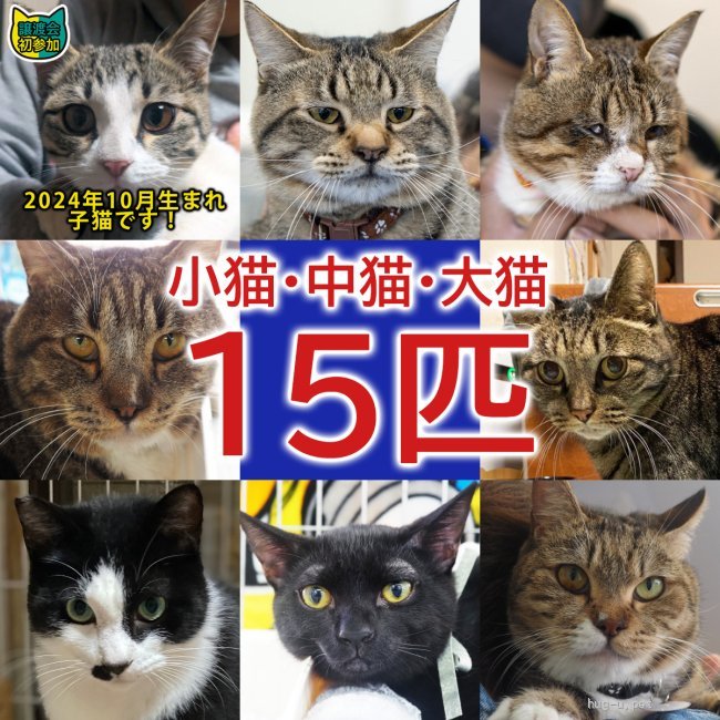 譲渡会 子猫いるよ！大中小21匹／愛知県みよし市(愛知県)｜ハグー