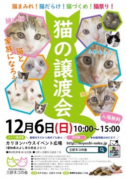 譲渡会開催 愛知県 26匹参加 子猫半分 中猫半分 の譲渡会 愛知県みよし市 ハグー みんなのペット里親情報