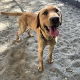 ラブラドールレトリバー