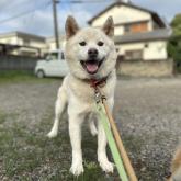 雑種