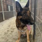 ジャーマン・シェパード・ドッグ