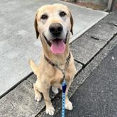 ラブラドールレトリバー