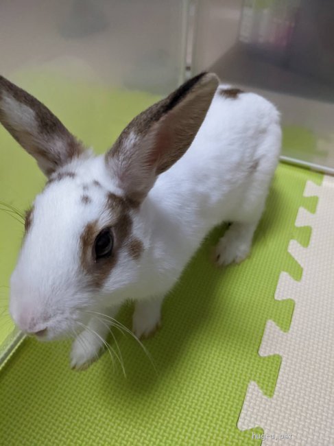 小動物の里親募集 大阪府 ウサギ 生後3ヶ月のもふもふうさぎ Id 27 003 ハグー みんなのペット里親情報