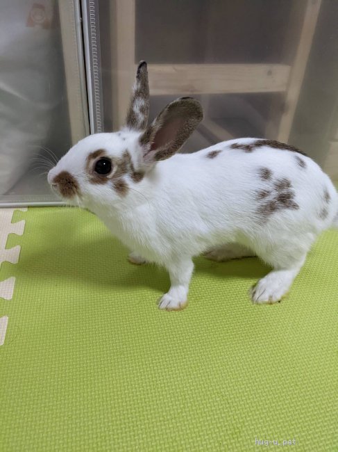 小動物の里親募集 大阪府 ウサギ 生後3ヶ月のもふもふうさぎ Id 27 003 ハグー みんなのペット里親情報