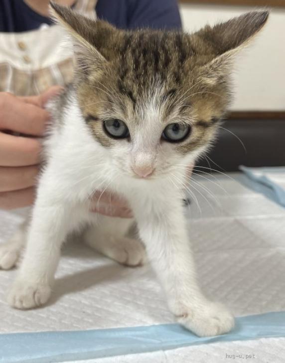猫の里親募集】埼玉県・雑種・6兄妹の次女美猫のりんごちゃん（ID