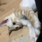 雑種