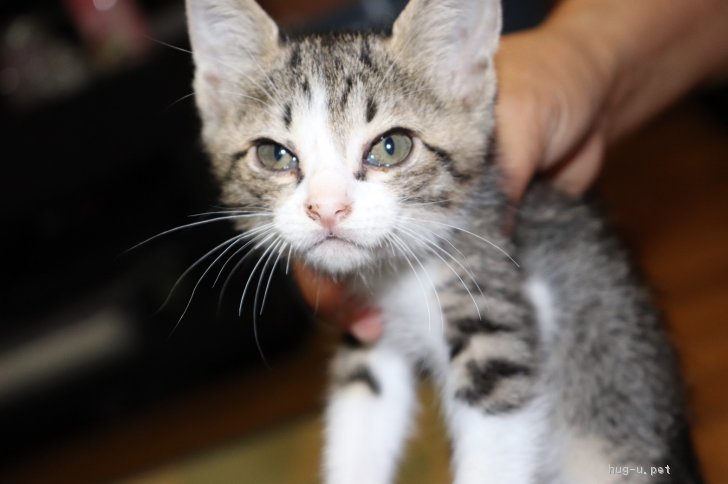 猫の里親募集 福岡県 雑種 1か月 いろんなものに興味アリ子猫里親さん募集 ハグー みんなのペット里親情報 Id 1809