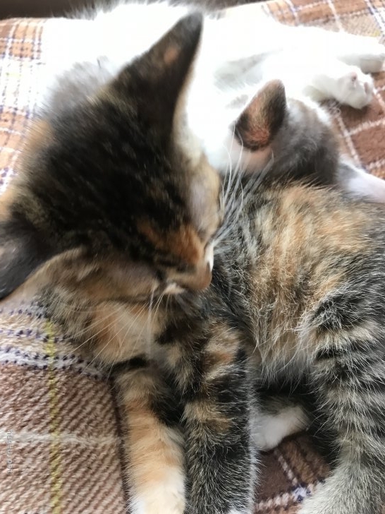 猫の里親募集 新潟県 日本猫 キジミケの女の子です Id 1810 ハグー みんなのペット里親情報 猫の里親募集 新潟県 日本猫 キジミケの女の子です Id 1810 ハグー みんなのペット里親情報