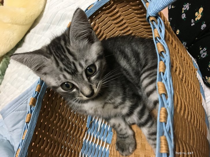 猫の里親募集】青森県・雑種・とてもハンサムなアメショーのMIXです 