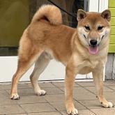 柴犬