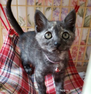 猫の里親募集】千葉県・雑種・オテンバ!!元気いっぱい、わさびちゃん