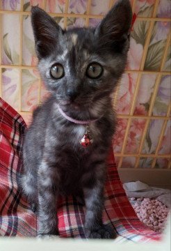 猫の里親募集】千葉県・雑種・オテンバ！！元気いっぱい、わさびちゃん 