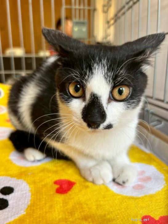 猫の里親募集】東京都・雑種・椿鬼奴、通称やっこちゃんです♡（ID