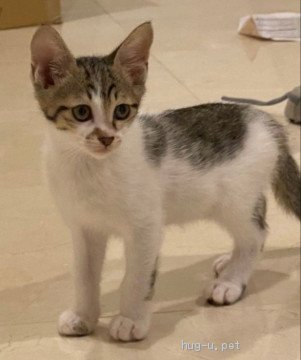 猫の里親募集】東京都・雑種・ヤンチャな子猫、ラッキーくん♪｜ハグー 