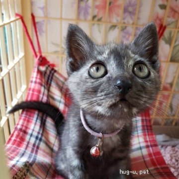 猫の里親募集】千葉県・雑種・オテンバ!!元気いっぱい、わさびちゃん