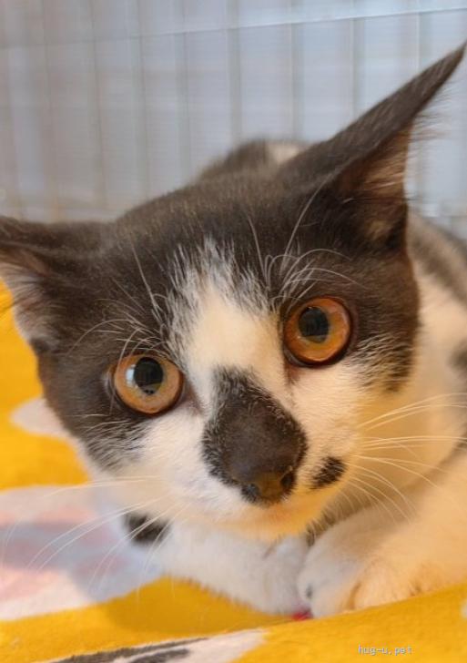 猫の里親募集】東京都・雑種・椿鬼奴、通称やっこちゃんです♡（ID