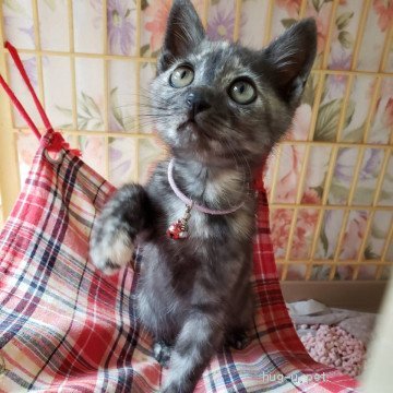 猫の里親募集】千葉県・雑種・オテンバ！！元気いっぱい、わさびちゃん 