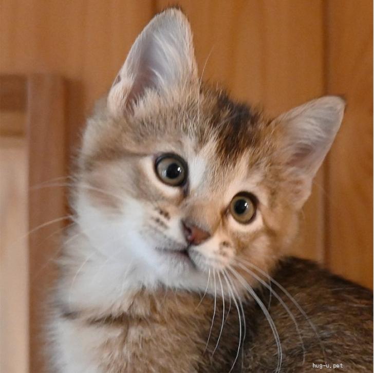 親ねこ3521 親ねこ3521 親ねこ3521様専用 【公式通販】