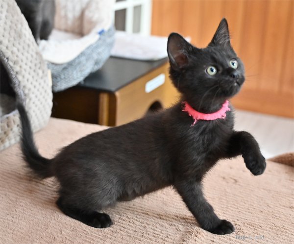猫の里親募集 神奈川県 雑種 生後2ヶ月の黒猫女の子 ハグー みんなのペット里親情報 Id 12
