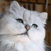 チンチラペルシャ