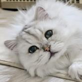 チンチラペルシャ