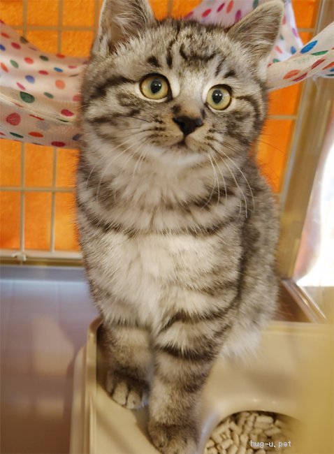 猫の里親募集】神奈川県・雑種・丸いお顔のシルバータビー、男の子です