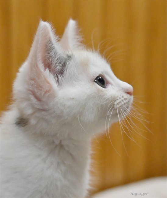 猫の里親募集】神奈川県・雑種・シルバー系の白三毛ちゃんです