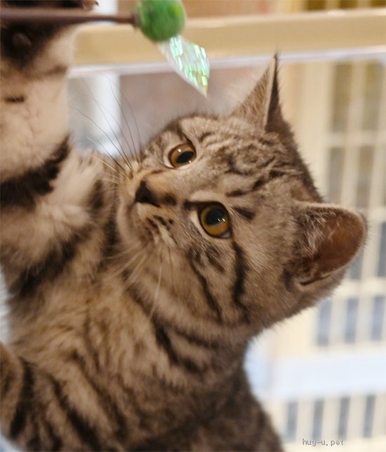 猫の里親募集】神奈川県・雑種・丸いお顔のシルバータビー、男の子です