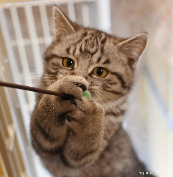 猫の里親募集】神奈川県・雑種・丸いお顔のシルバータビー、男の子です